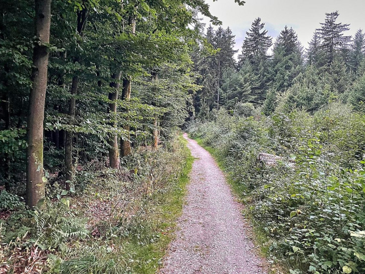 Waldweg (Archiv)