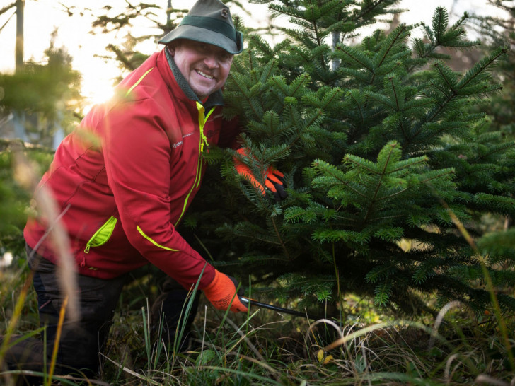 Förster Dirk Strauch fällt eine Nordmanntanne.