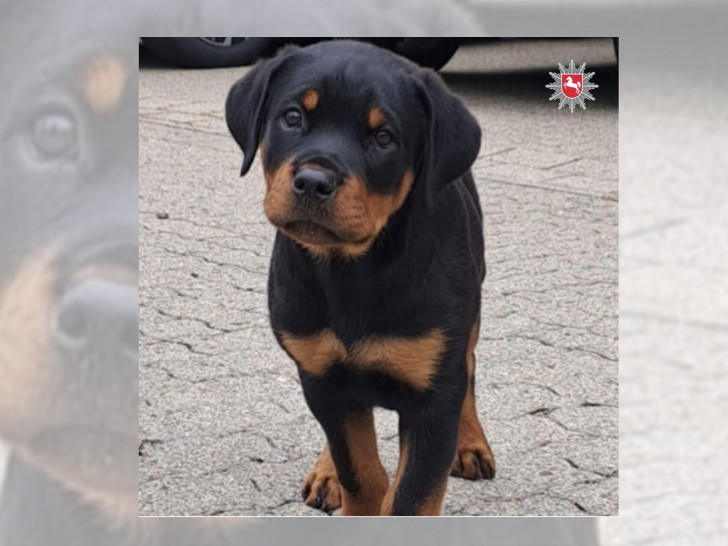 Stitch hat seine Ausbildung bei der Polizei angefangen.