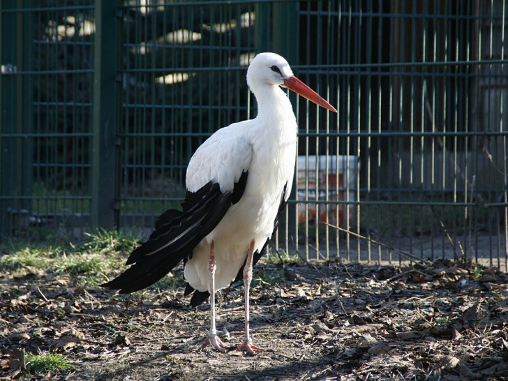 Weißstorch (Archiv)