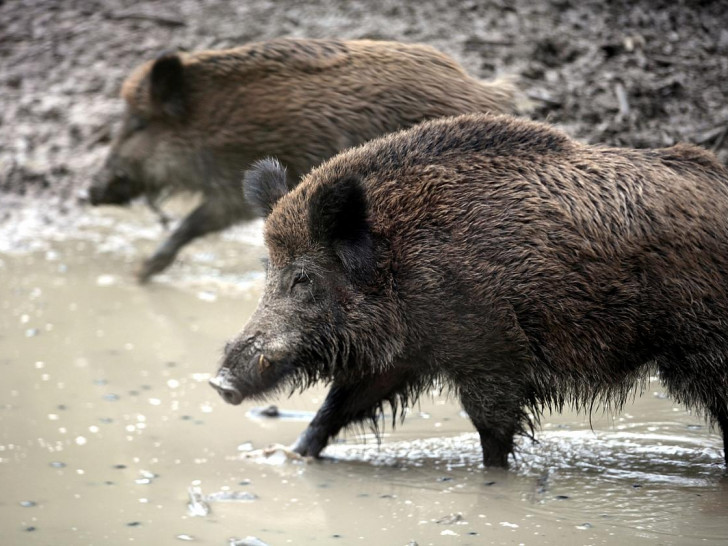 Wildschwein (Archiv)