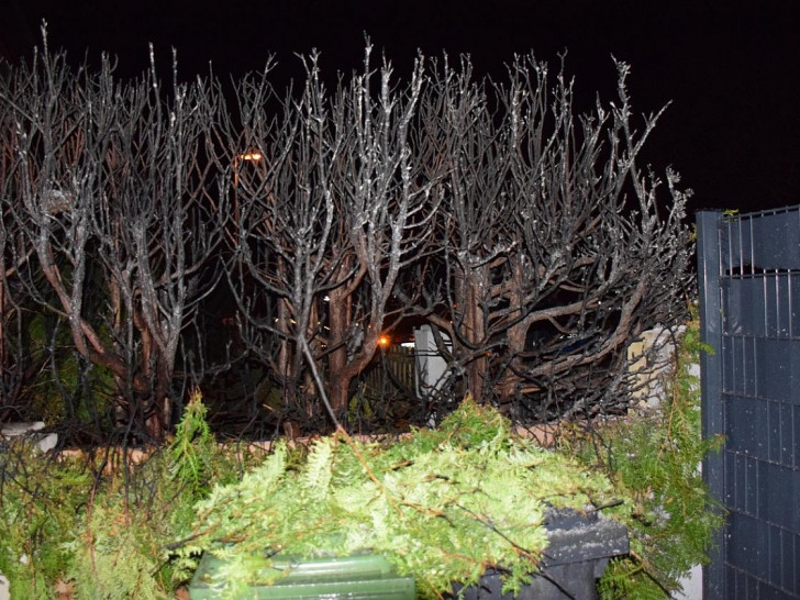 Koniferenhecke nach Abbrand (Archiv)