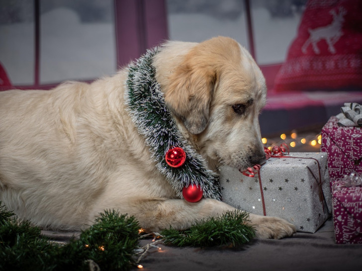 Auch Tierheimbewohner freuen sich über Geschenke (Symbolbild).