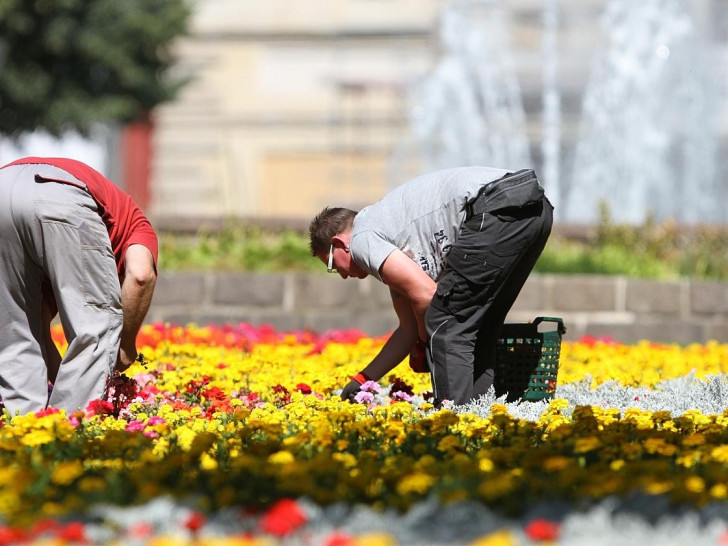Gartenarbeiter auf einem Blumenbeet (Archiv)