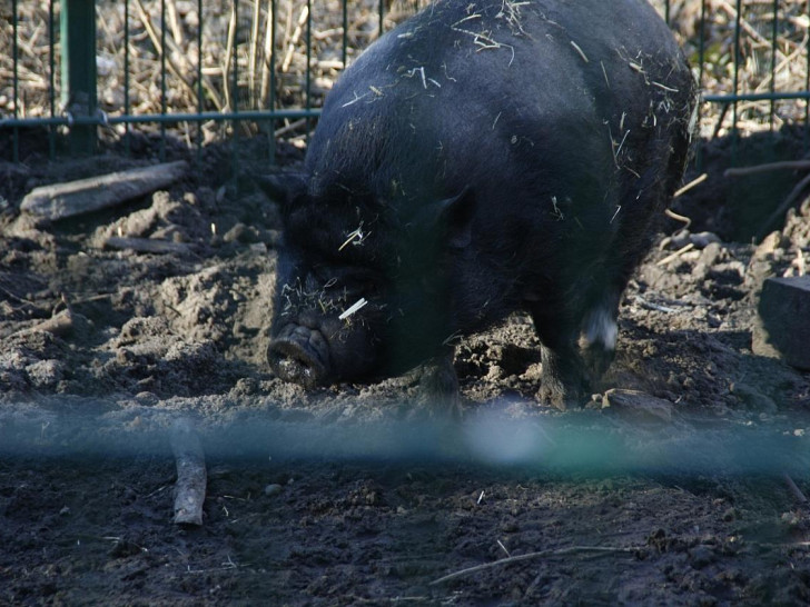 Angler Sattelschwein (Archiv)