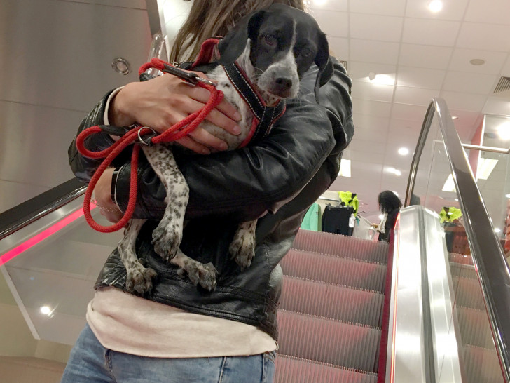 Rolltreppen können für Hunde zur gefährlichen Falle werden. 