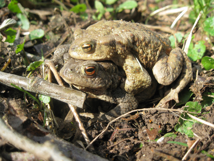 Die Wanderungen zahlreicher Amphibienarten aus ihren Winterquartieren zu den Laichgewässern stehen unmittelbar bevor.  