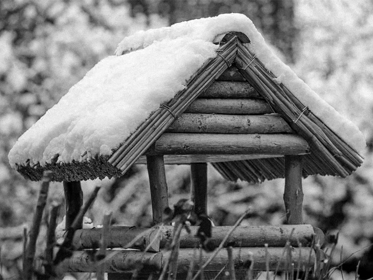 Niemand zuhause? - Es gibt einen dramatischen Rückgang an heimischen Vogelarten.