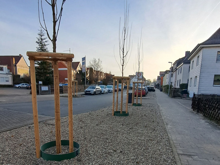 In der Campestraße wurden neue Bäume gepflanzt.