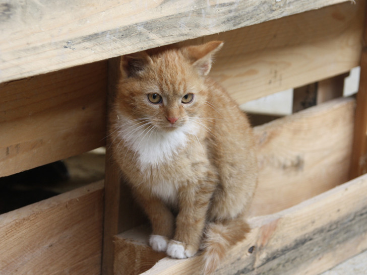 TASSO appelliert an Halterinnen und Halter von Freigängerkatzen.