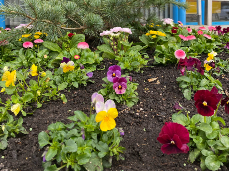 In den Blumenkübeln vor dem Rathaus blühen bereits die Stiefmütterchen. 