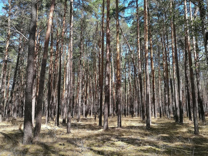 Wald (Archiv)
