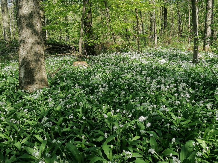 Blühender Bärlauch im Elm.