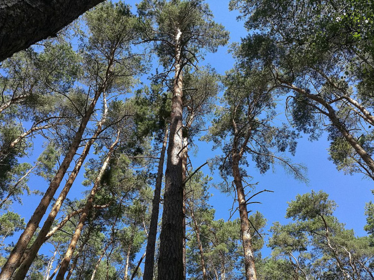 Wald (Archiv)