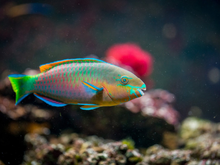 Symbolbild. Die Farben dieses Fisches sind vermutlich natürlich und nicht Folge gentechnischer Veränderung.