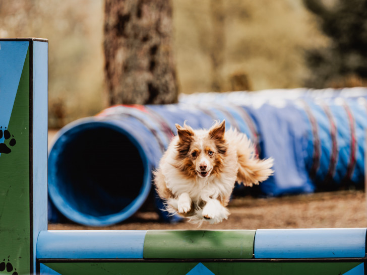 Die Harzer Hundetage in Hahnenklee stehen in den Startlöchern.