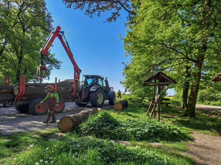 Arbeiten am Waldparkplatz an der Drillingskiefer.