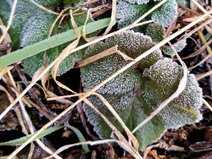 Frost (Symbolbild).