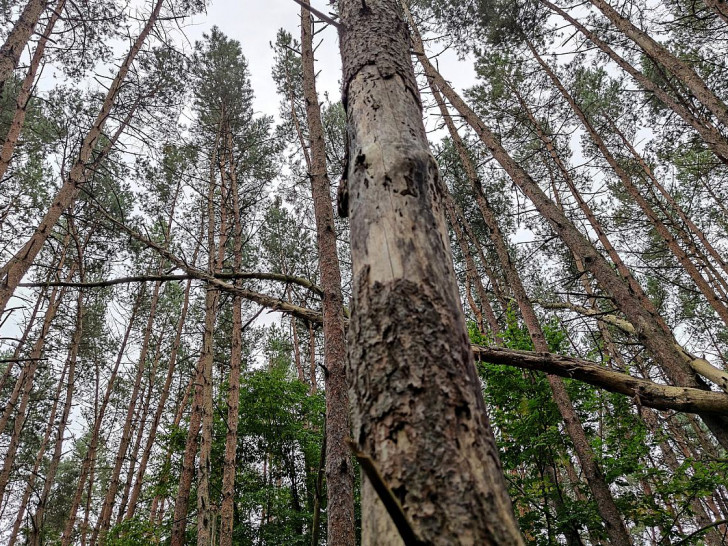 Wald (Archiv)