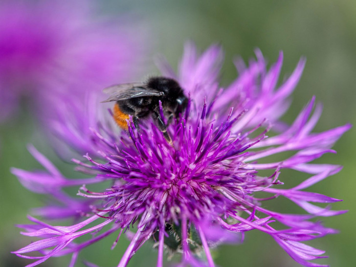 Ein naturnaher Garten fördert die heimische Artenvielfalt von Wildtieren.