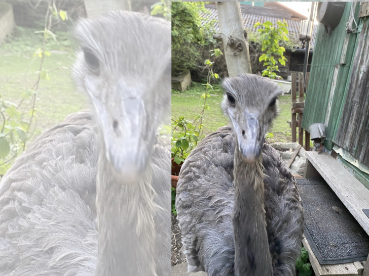 Am vergangenen Sonntagabend ist ein Nandu aus seinem Gehege in Heiningen ausgebrochen.