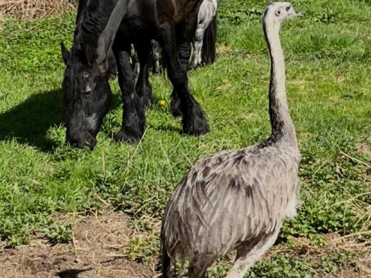Ein Nandu ist entlaufen.