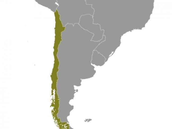 Chile (Archiv)