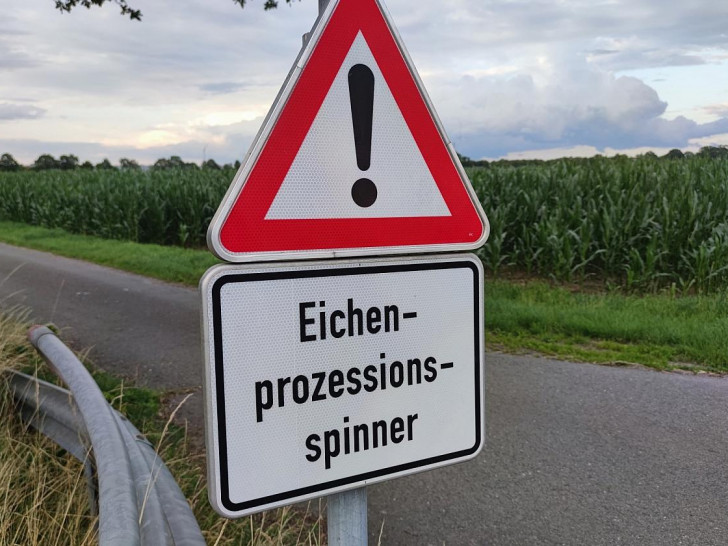 Warnung vor Eichen-Prozessionsspinner (Archiv)