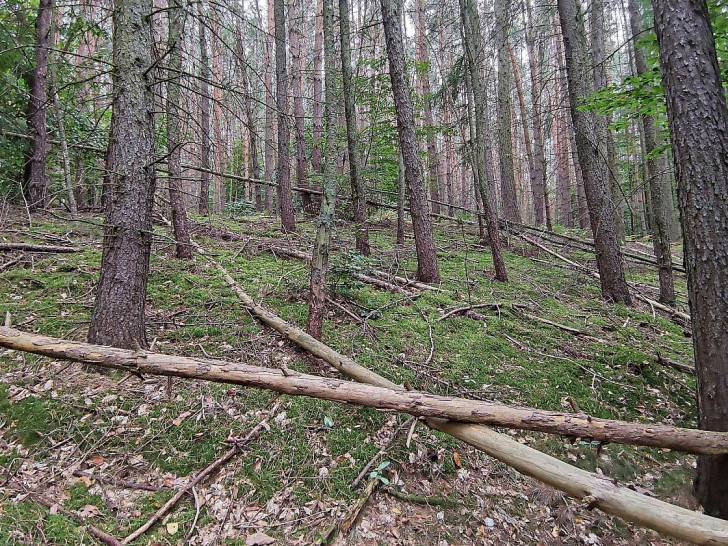 Wald (Archiv)