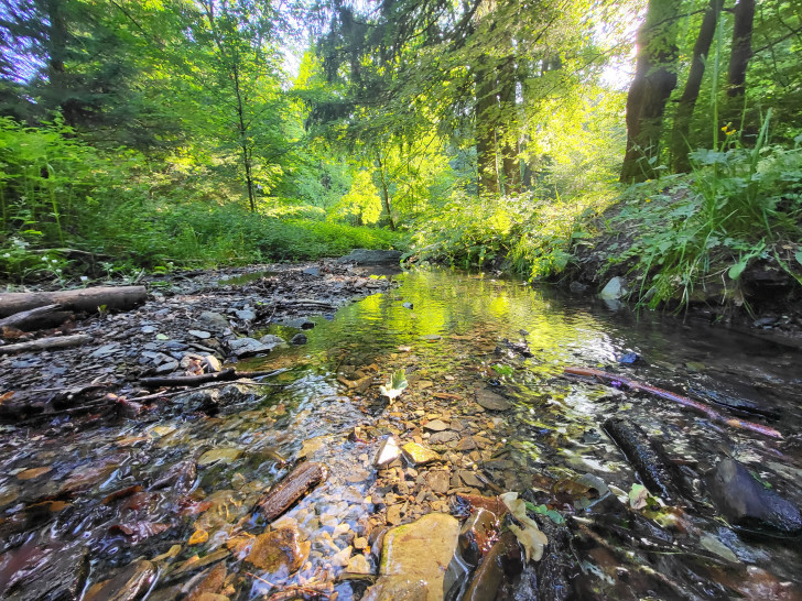Viele oberirdische Gewässer im Landkreis Goslar – wie hier das Flussbett des Borgbergbaches bei Wolfshagen im Harz – führen gegenwärtig nur noch sehr geringe Wassermengen.