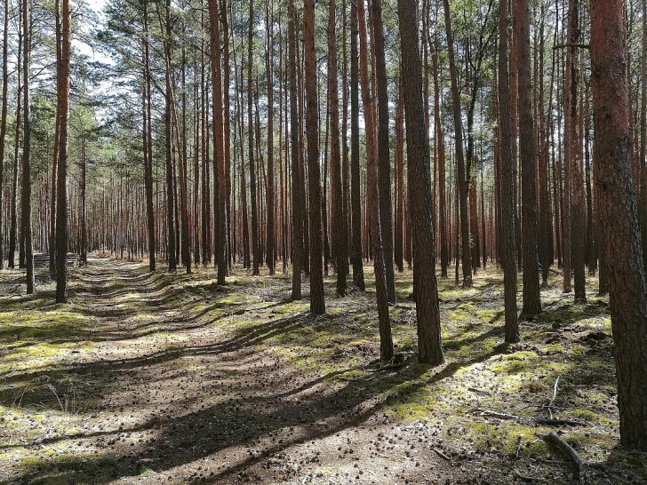 Wald (Archiv)