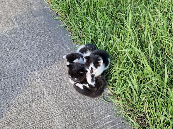 Katzen Autobahndreieck Ahlhorn (Archiv)