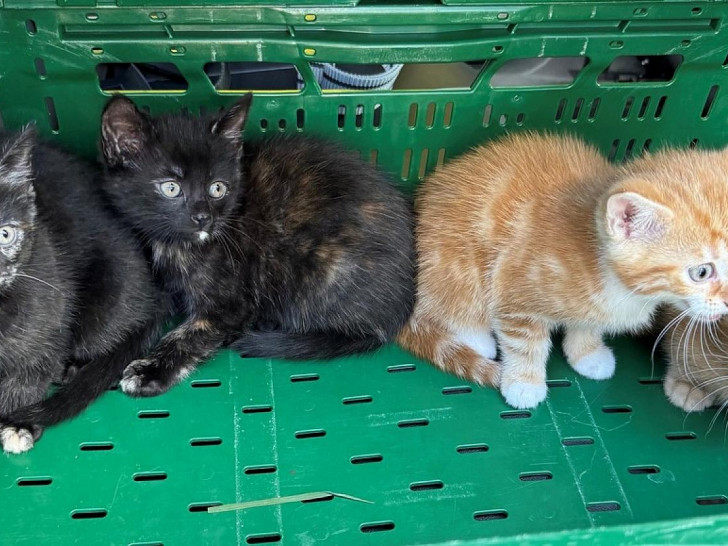 Katzenbabys (Archiv)