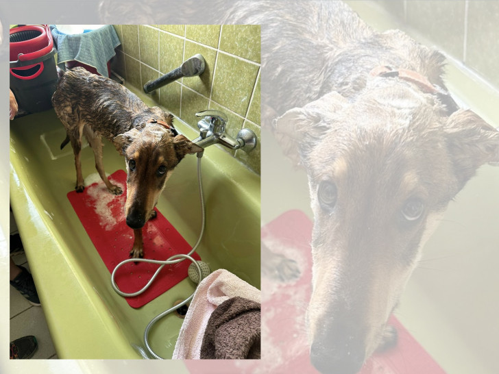 Hund Kevin war in einem schlechten Zustand. Leider überlebte der Mischling nicht. 