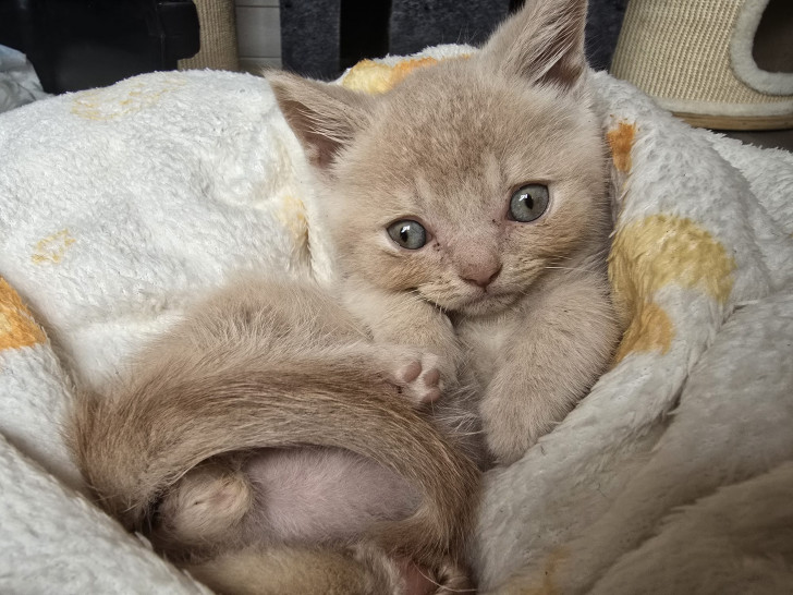 Kater Pelle.