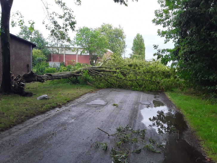 Ein Baum ist auf eine Straße gestürzt.