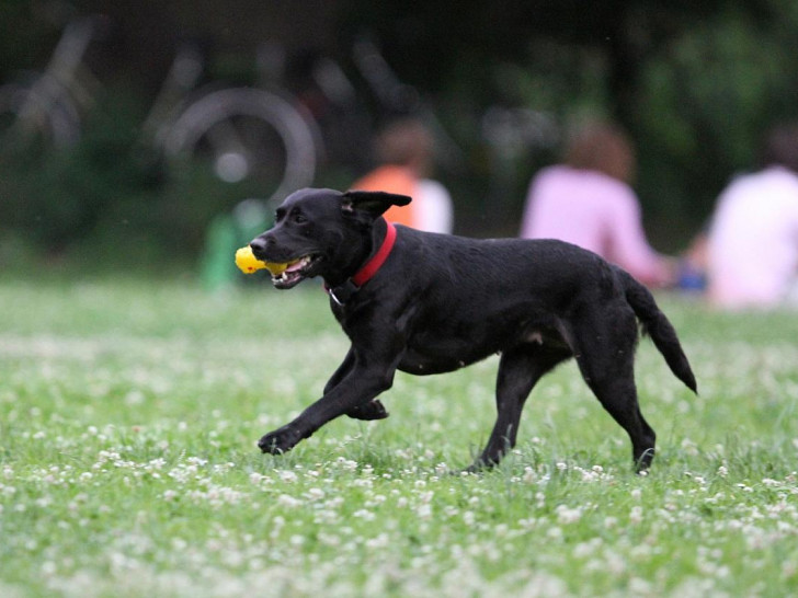 Hund (Archiv)