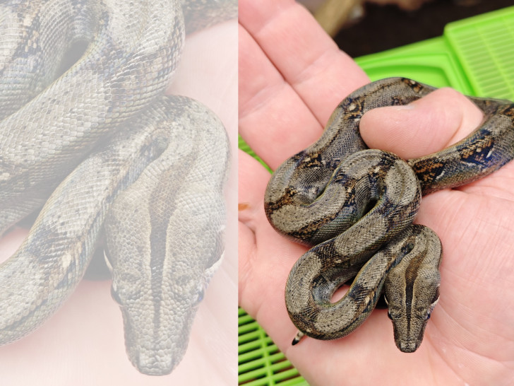 Die Jungtiere der Boa constrictor nach der ersten Häutung. 