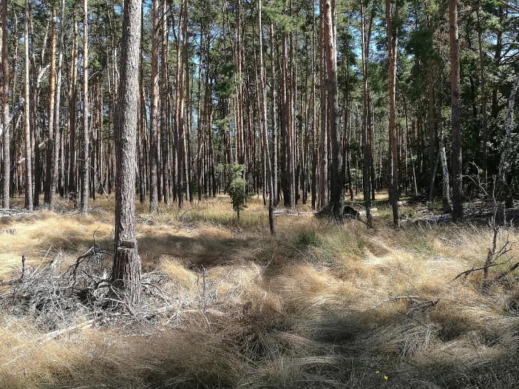 Wald (Archiv)
