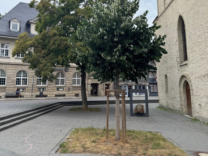 Ein großer Baum kann eine beachtliche Menge Sauerstoff produzieren und Schadstoffe, Staub und andere Partikel aus der Luft filtern.