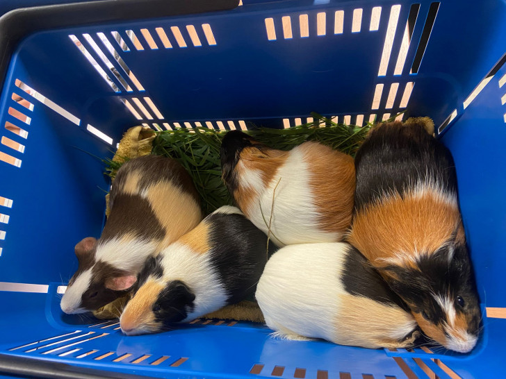 Diese Meerschweinchen wurden ausgesetzt.