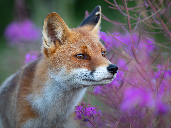 Füttern bringt Wildtiere in Gefahr. 