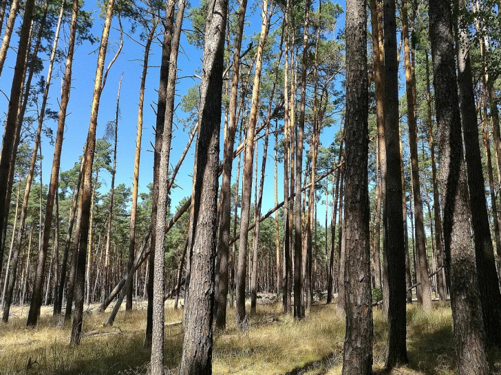 Wald (Archiv)