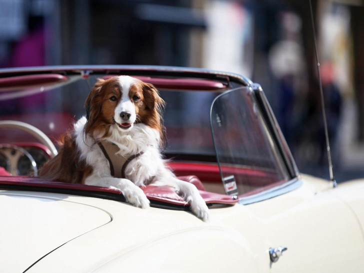 Hund in einem Oldtimer (Archiv)