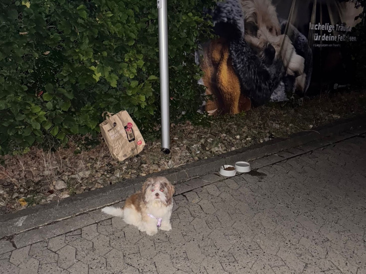 In Braunschweig wurde ein kleiner Mischlingsrüde mitten in der Nacht ausgesetzt – angebunden vor einem Tierladen