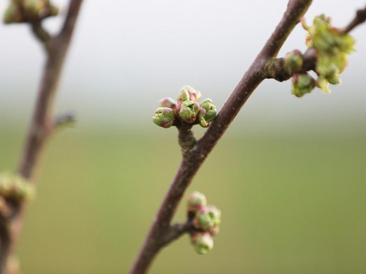 Knospen an einem Kirschbaum (Archiv)