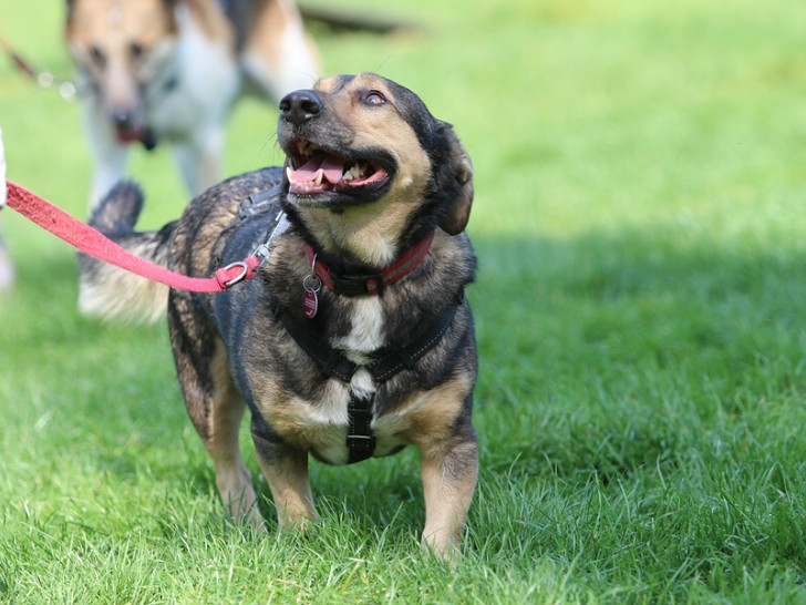 Nicht nur die Hunde können zeigen, was sie drauf haben.