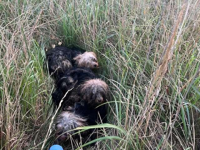 Diese Hunde wurden ausgesetzt.