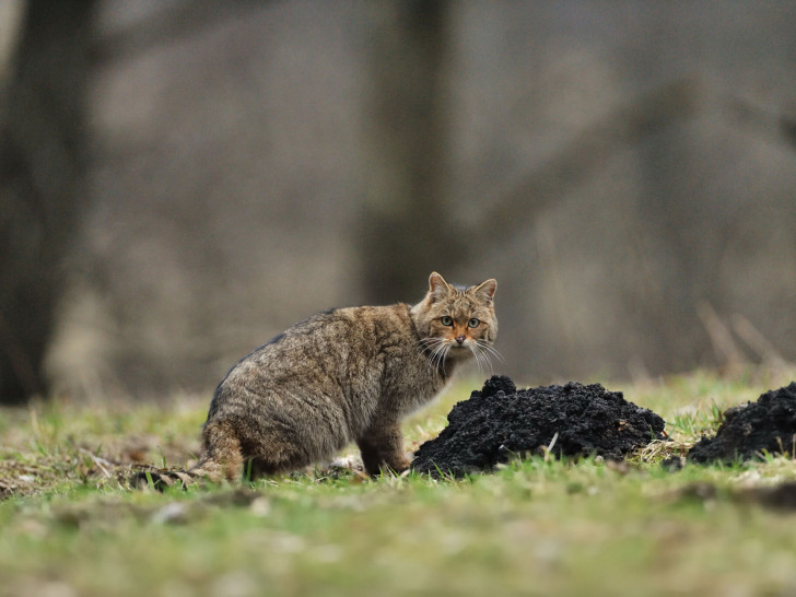 Nur im Harz und im Solling konnten bislang stabile Populationen gesichert nachgewiesen werden – dabei gehört der Solling sogar zu den wildkatzendichtesten Regionen bundesweit.