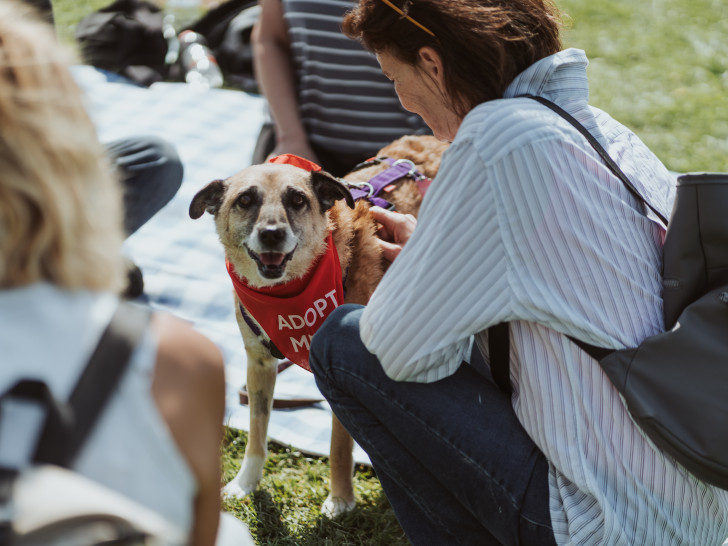 Beim Bark Date kann man den Hund fürs Leben finden.
